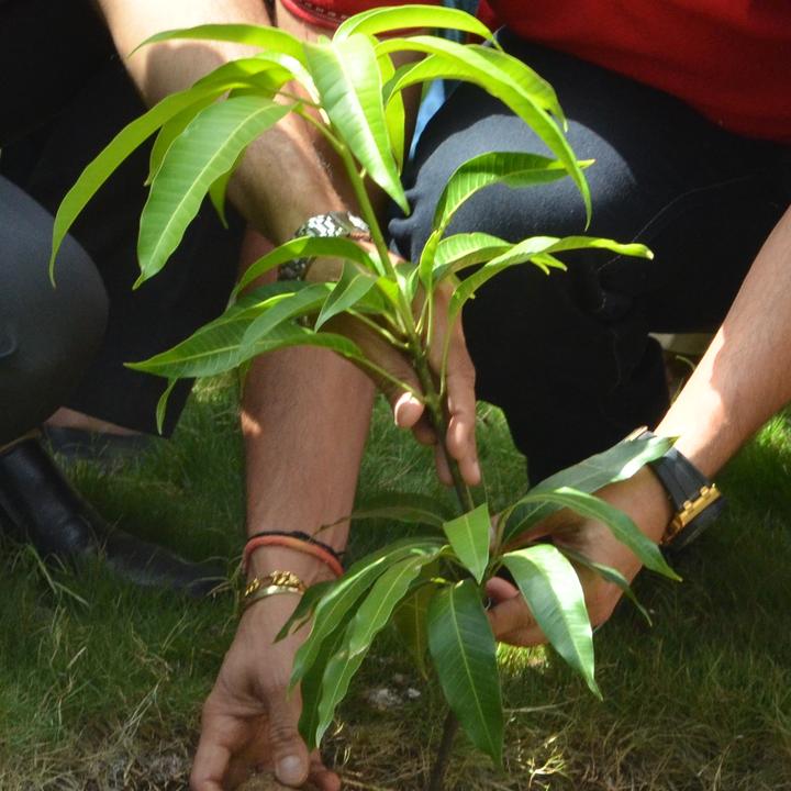 Hands holding a young sapling ready to be planted